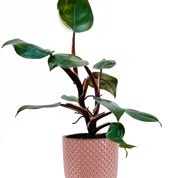 philodendron red knight Philodendron White Knight | 4" Pot | Easy Care Houseplant