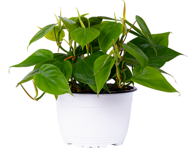 philodendron katherine Philodendron Cordatum | 6" Pot | Easy Care Houseplant