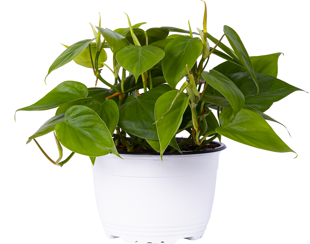 Philodendron Hederaceum | Heartleaf Philodendron (M)