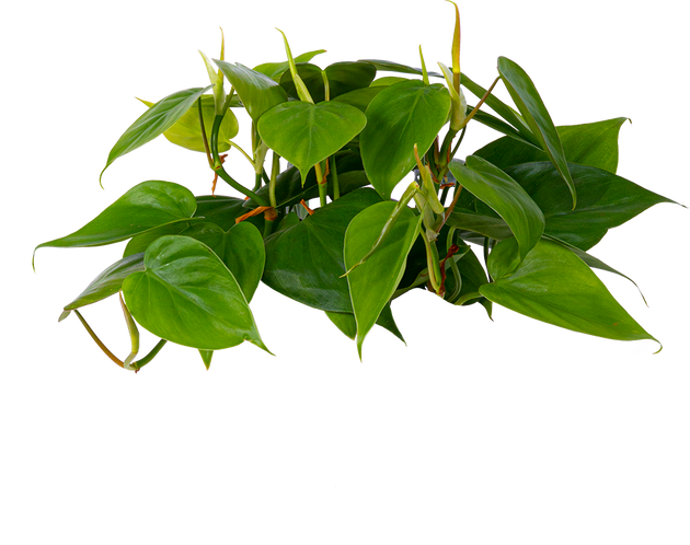 how do you care for a philodendron cordatum Philodendron Cordatum | 6" Pot | Easy Care Houseplant