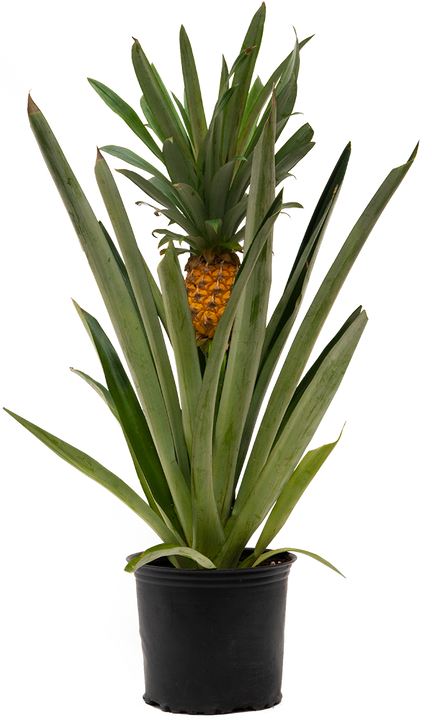 Pineapple Plant (L)