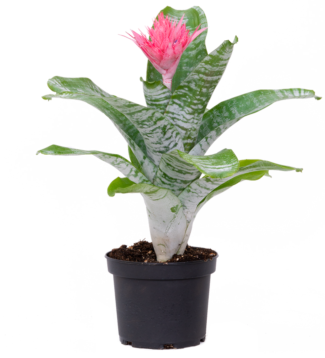 Aechmea Fasciata Pink Bromeliad | Silver Vase Plant (M)