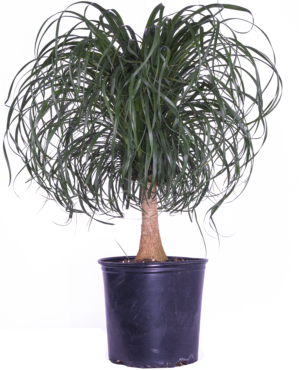 Ponytail Palm | Beaucarnea (XL)
