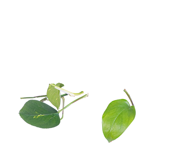Epipremnum Aureum | Pothos Gold | 6