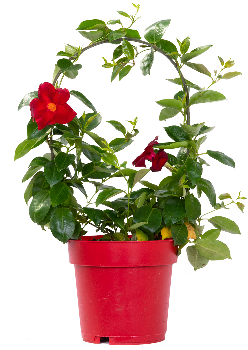 Mandevilla | Rocktrumpet (L)