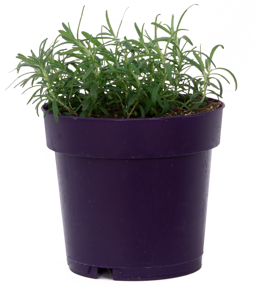 Rosemary Bush (L)