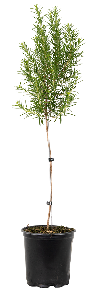 Rosemary on Trunk (M)