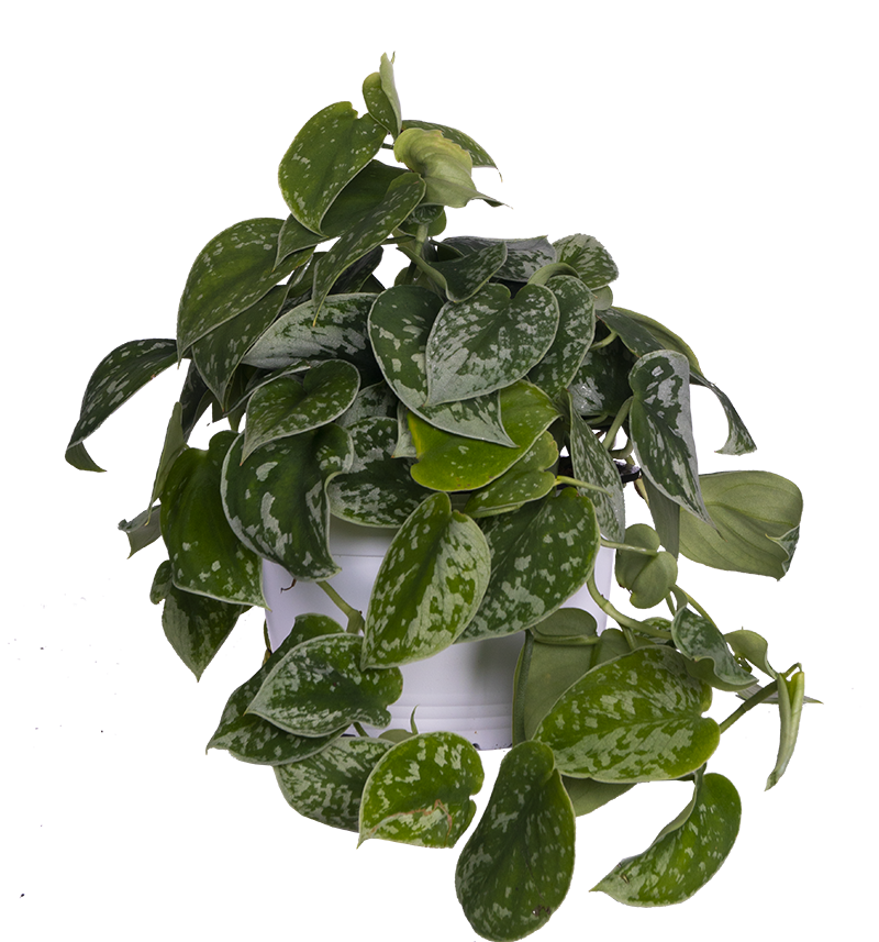 Scindapsus Pictus 'Argyraeus' | Satin Pothos (M)