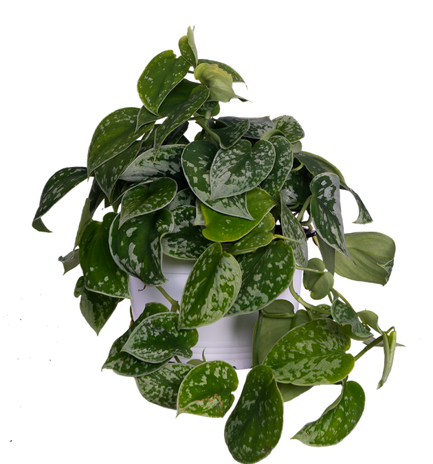 Scindapsus Pictus 'Argyraeus' | Satin Pothos | 6