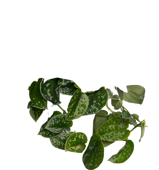 Scindapsus Pictus 'Argyraeus' | Satin Pothos | 6