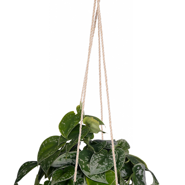 silky pothos Scindapsus Pictus 'Argyraeus' | Satin Pothos | 6" Pot | Easy Care Houseplant