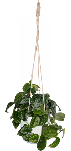 satin pothos moonlight Scindapsus Treubii Moonlight | Sterling Silver Pothos | 6" Pot | Easy Care Houseplant