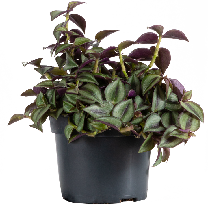 Tradescantia Zebrina | Wandering Plant (M-5in)