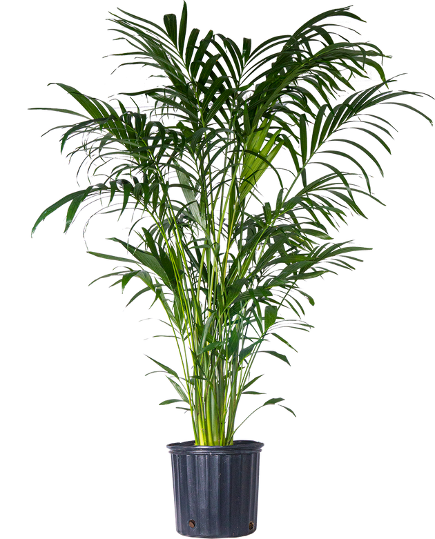 Cat Palm Chamaedorea Cataractarum 10 Pot Pet Friendly Houseplant Plantsome