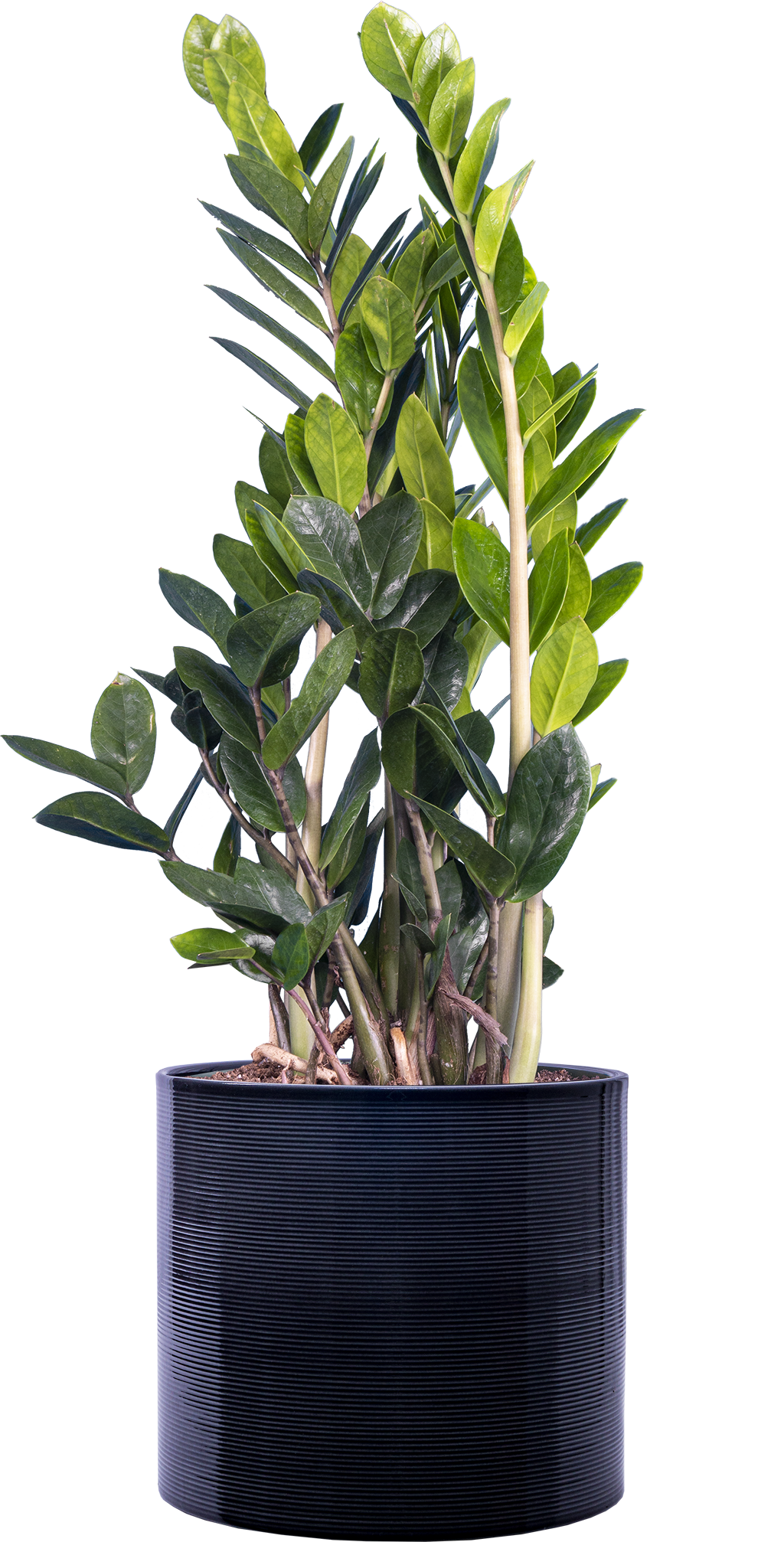 where to buy zz plant in canada Zamioculcas | ZZ Plant | 8" Pot | Easy Care Houseplant