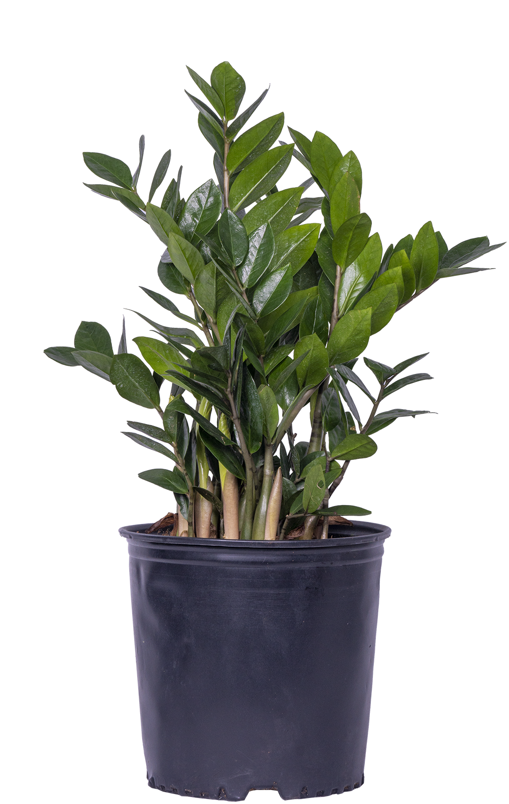 Zamioculcas (XL) | ZZ Plant