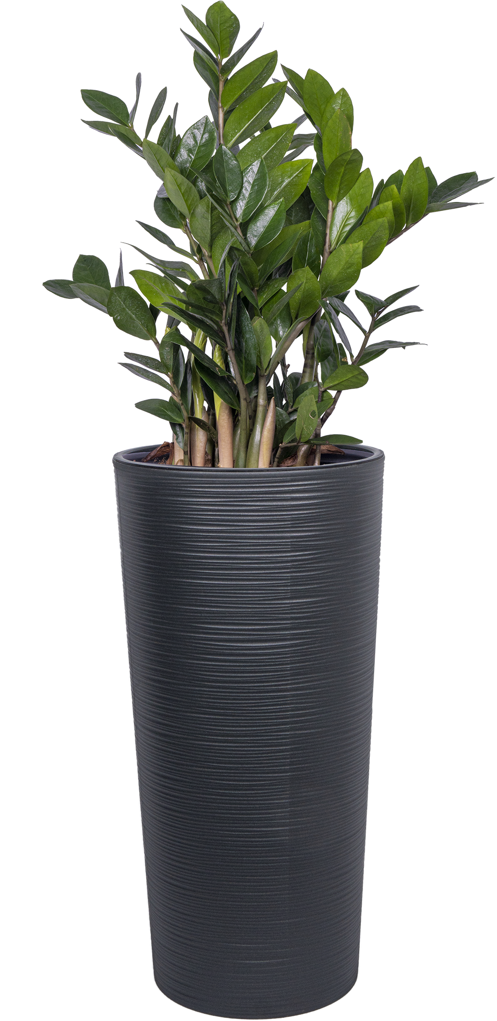where to buy zz plant in canada Zamioculcas | ZZ Plant | 10" Pot | Easy Care Houseplant